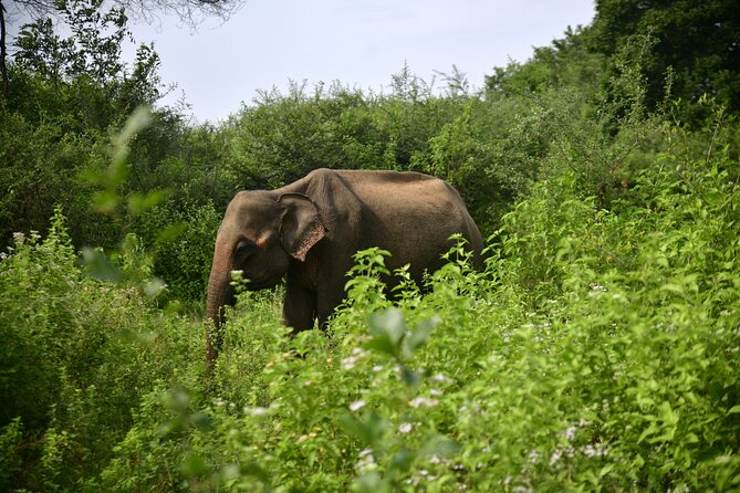 Udawalawe National Park Wildlife Safari Tours - Key points at a glance