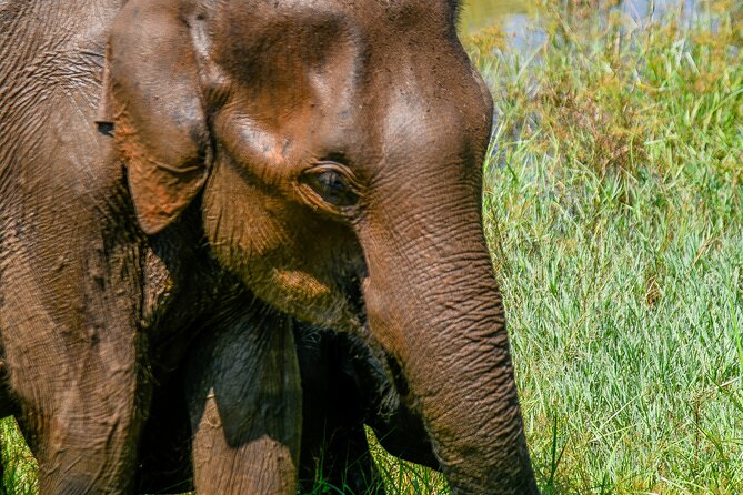 Udawalawe National Park Wildlife Safari Tours - Why Udawalawe is a strong safari choice
