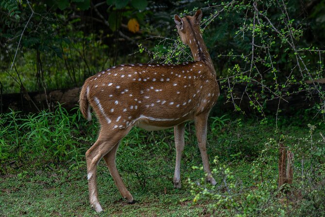 Udawalawe National Park Wildlife Safari Tours - Elephants and birdlife in their natural setting