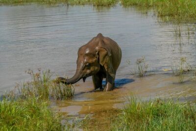 Udawalawe National Park Wildlife Safari Tours