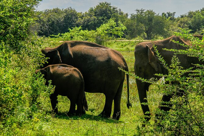 Udawalawe National Park Wildlife Safari Tours - What the guide adds to the experience