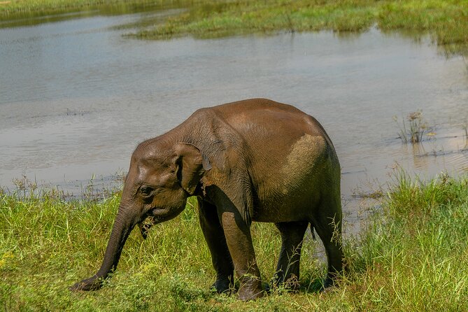 Udawalawe National Park Wildlife Safari Tours - Private jeep travel and pickup
