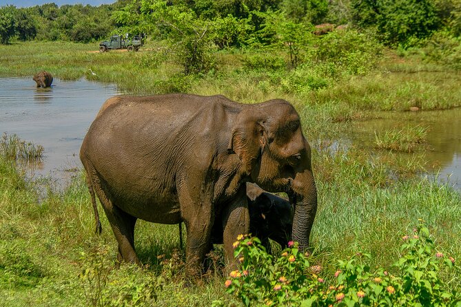Udawalawe National Park Wildlife Safari Tours - Who will enjoy this safari most?