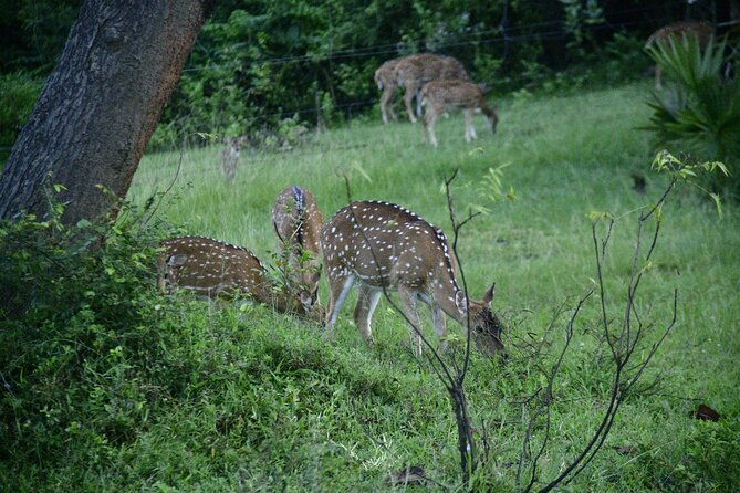 Udawalawe National Park Wildlife Safari Tours - Practical booking advice