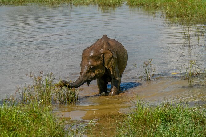 Udawalawe National Park Wildlife Safari Tours - The four-hour park drive