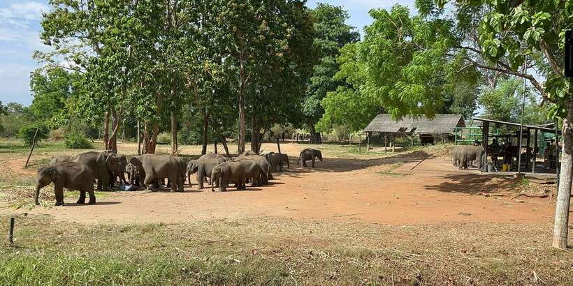 Udawalawe National park with Safari jeep & Entrance ticket - Why Udawalawe is a strong elephant stop