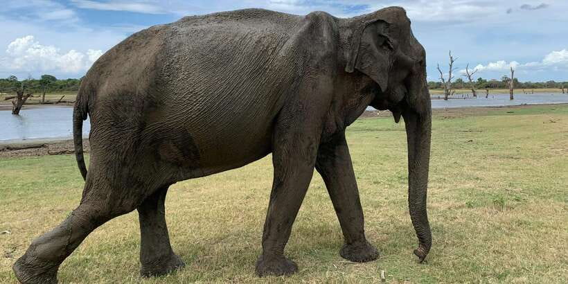 Udawalawe National park with Safari jeep & Entrance ticket - What the 3.5-hour schedule really gives you