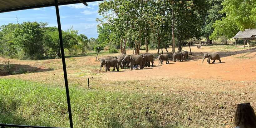 Udawalawe National park with Safari jeep & Entrance ticket - Three hours among grassland, forest, and reservoir views
