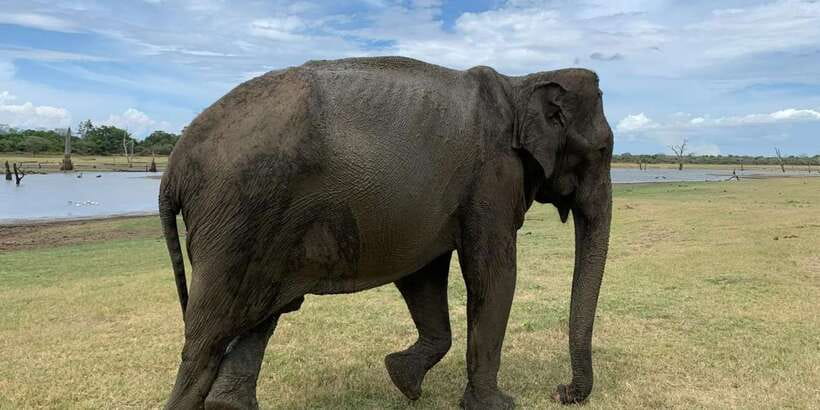 Udawalawe National park with Safari jeep & Entrance ticket - Weather, timing, and small rules that matter