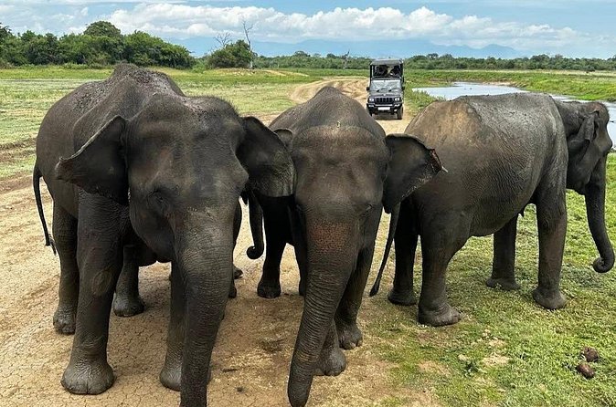 Udawalawe Safari Adventure - The real price: $57 per adult before extras