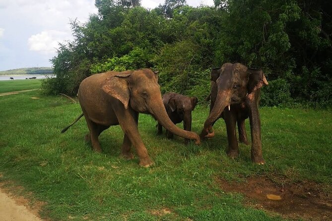 Udawalawe Safari Adventure - Hotel transfer is useful, but only within five kilometers