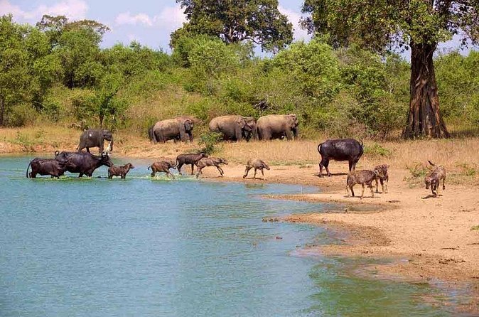 Udawalawe Safari Adventure - Photography, patience, and realistic expectations