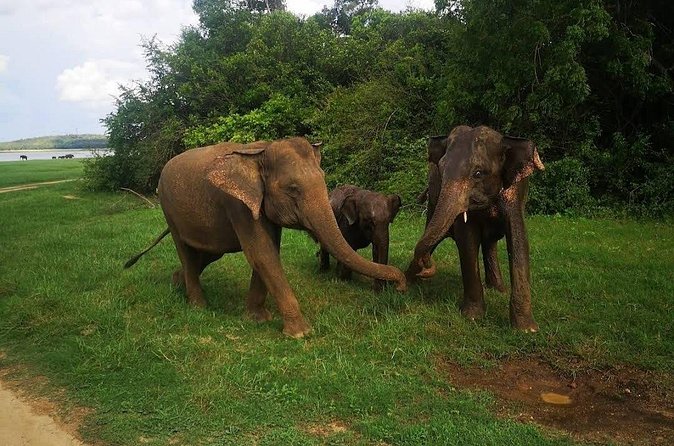 Udawalawe Safari Adventure - Who should book this safari