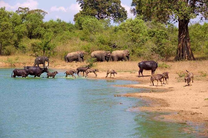 Udawalawe Safari Adventure - The guide can make or break the outing