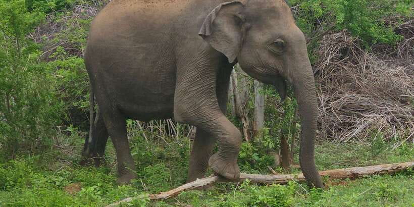 Udawalawe Safari Day Tour From Bentota/Aluthgama/Ahungalla - Why Udawalawe works as a coastal day trip