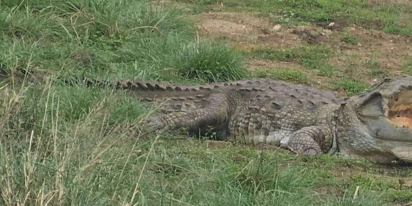 Udawalawe Safari Day Tour From Bentota/Aluthgama/Ahungalla - The Elephant Transit Home in 45 minutes