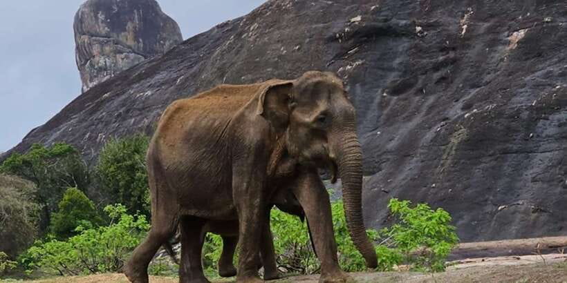 Udawalawe Safari Day Tour From Bentota/Aluthgama/Ahungalla - A one-hour lunch stop, with lunch extra