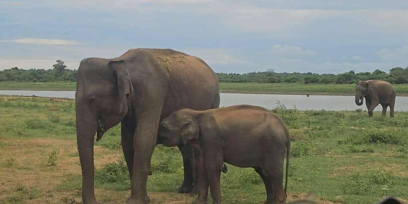 Udawalawe Safari Day Tour From Bentota/Aluthgama/Ahungalla - The real cost is your time