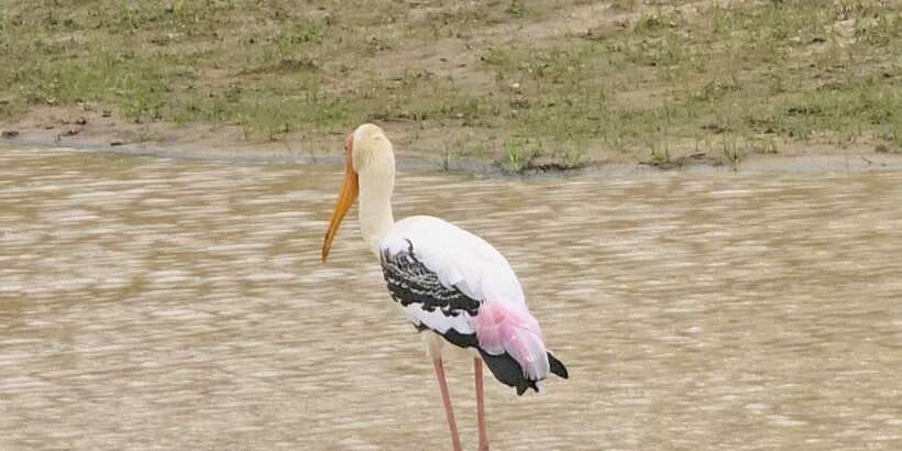 Udawalawe Safari Day Tour From Bentota/Aluthgama/Ahungalla - Private travel, with useful flexibility