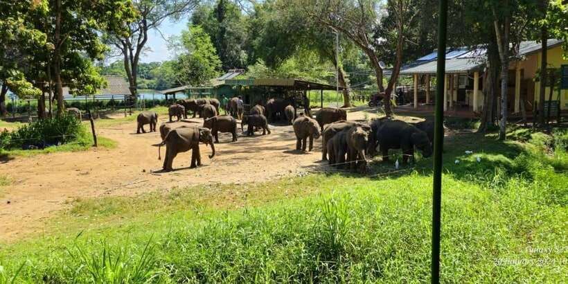Udawalawe Safari Day Tour From Bentota/Aluthgama/Ahungalla - What to pack for the safari day