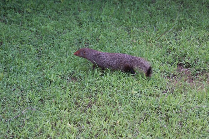 Udawalawe Safari Day Trip from South Region & Transfer to Ella - What the day feels like from start to finish