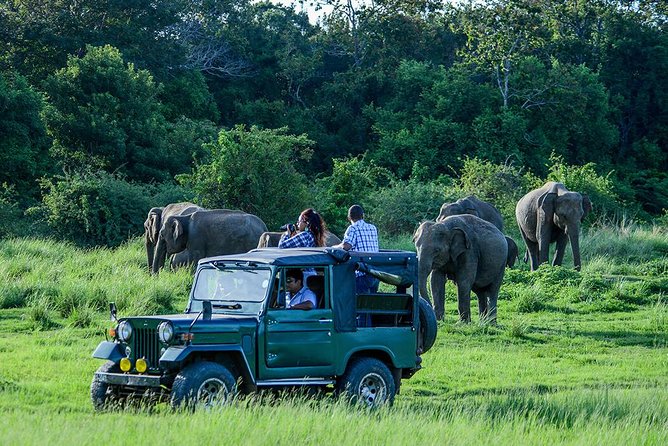 Udawalawe Safari Day Trip with Return Transport - All Inclusive - A full day built around Udawalawe’s elephants