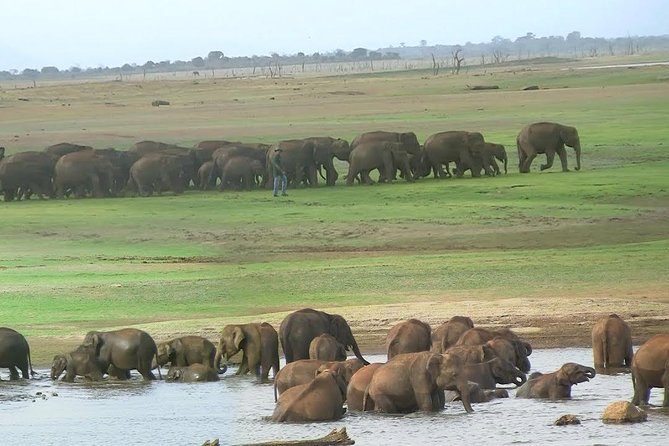Udawalawe Safari DayTrip frm Bentota/Kalutara/Ahungalla/Hikkaduwa - Who should book this Udawalawe day trip