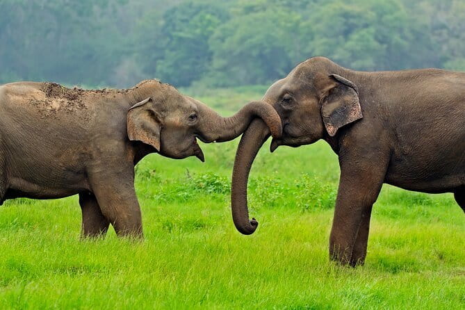 Udawalawe Safari & Elephant Orphanage visit from Hambantota port - Key points at a glance