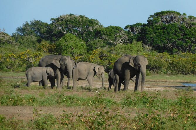 Udawalawe Safari & Elephant Orphanage visit from Hambantota port - What is included, and what you still pay