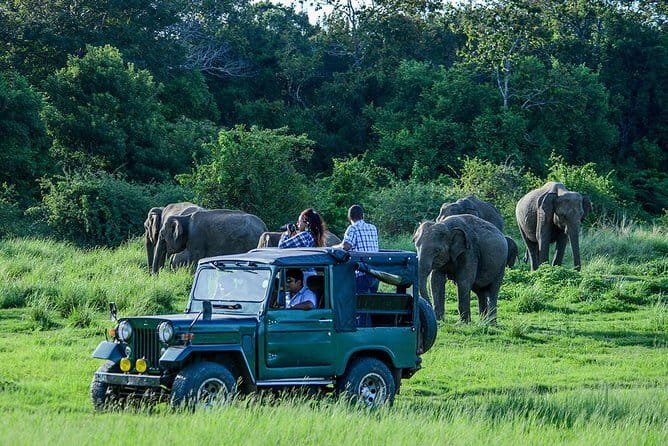 Udawalawe Safari & Elephant Orphanage visit from Hambantota port - Morning or afternoon safari?