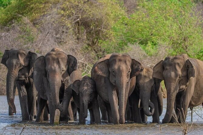 Udawalawe Safari & Elephants Orphanage tour from Hambantota port - Why Udawalawe National Park is a strong safari choice