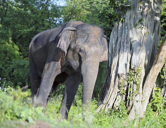 Udawalawe Safari - Private & Customize Tour - Key points before you book
