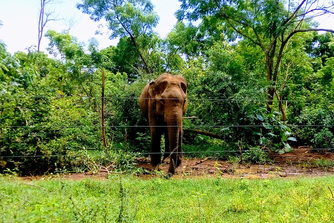 Udawalawe Safari - Private & Customize Tour - The 8:00 am pickup through Galle and the south coast