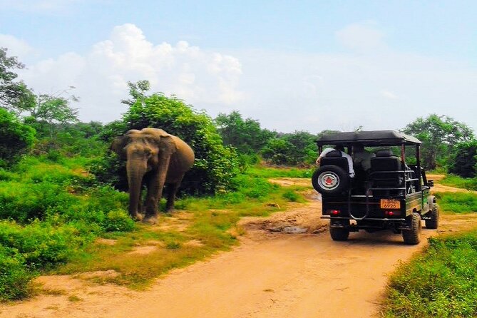 Udawalawe Safari - Private & Customize Tour - Meeting the safari jeep at Udawalawe National Park