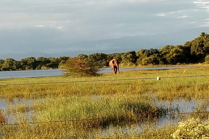 Udawalawe Safari - Private & Customize Tour - Lunch, bottled water, and the mid-day break