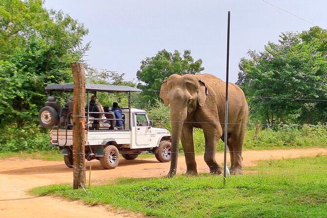 Udawalawe Safari - Private & Customize Tour - What the $110 price really covers