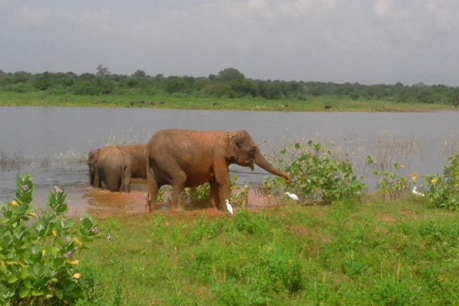 Udawalawe Safari - Private & Customize Tour - Who will get the most from this private safari
