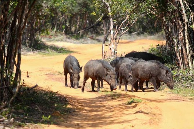 Udawalawe Safari Private Day Tour Kaluthara/Beruwala/Bentota/Kosgoda/Ahungalla - Why Udawalawe makes a good day trip from Bentota
