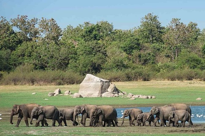 Udawalawe Safari Private Day Tour Kaluthara/Beruwala/Bentota/Kosgoda/Ahungalla - The Elephant Transit Home ticket
