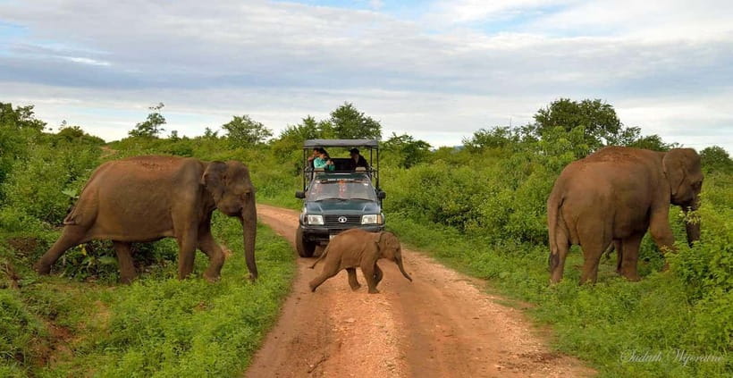 Udawalawe Safari Private Day Trip with Lunch - All Inclusive - Key points to know before booking