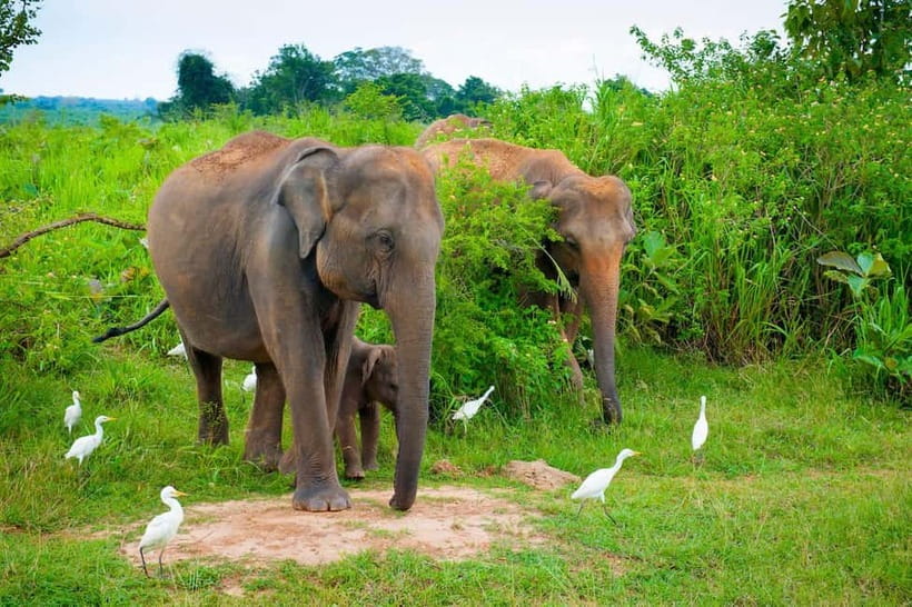 Udawalawe Safari Private Day Trip with Lunch - All Inclusive - What the $110 price really covers
