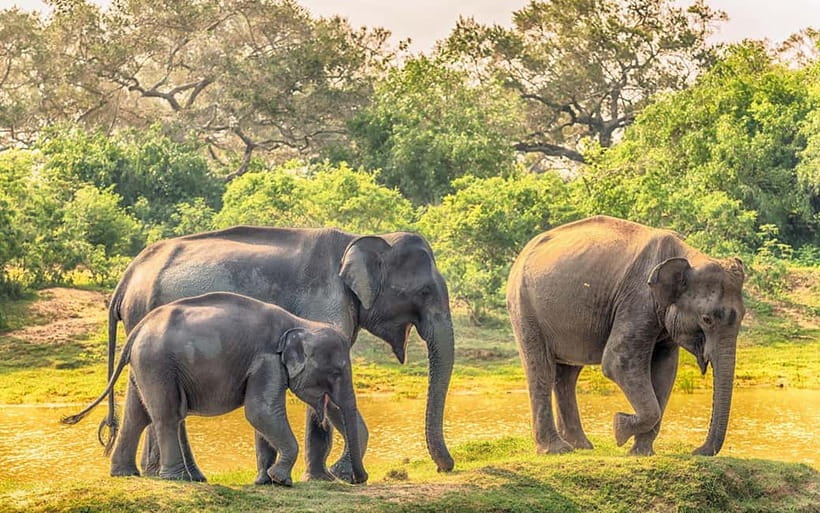 Udawalawe Safari Private Day Trip with Lunch - All Inclusive - The private drive from your hotel