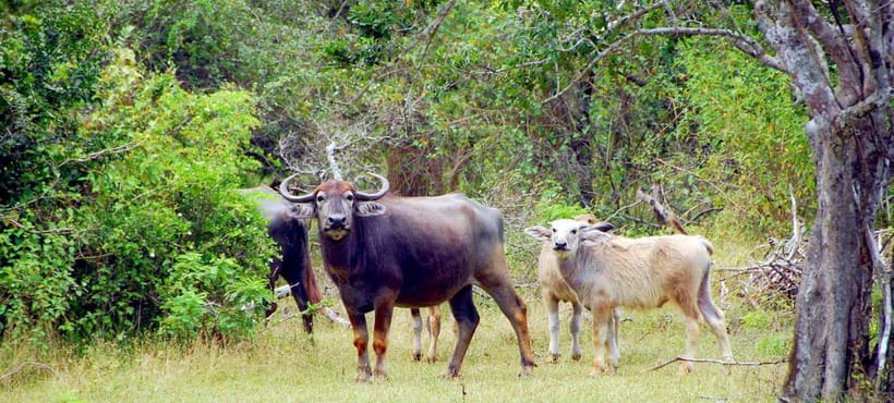 Udawalawe Safari Private Day Trip with Lunch - All Inclusive - The Elephant Transit Home and its milk feeding session