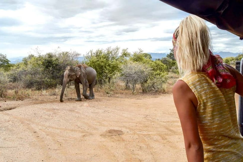 Udawalawe Safari Private Day Trip with Lunch - All Inclusive - Choosing between the 4:00am, 7:00am, and 11:00am starts