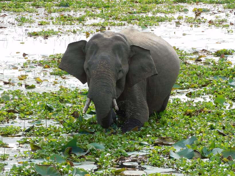 Udawalawe Safari Tour from Hambantota Port (Shore Excursion) - Key points to know before booking