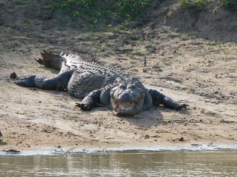 Udawalawe Safari Tour from Hambantota Port (Shore Excursion) - Guides who can make the difference