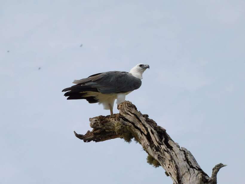 Udawalawe Safari Tour from Hambantota Port (Shore Excursion) - Why Udawalawe works well as a shore excursion