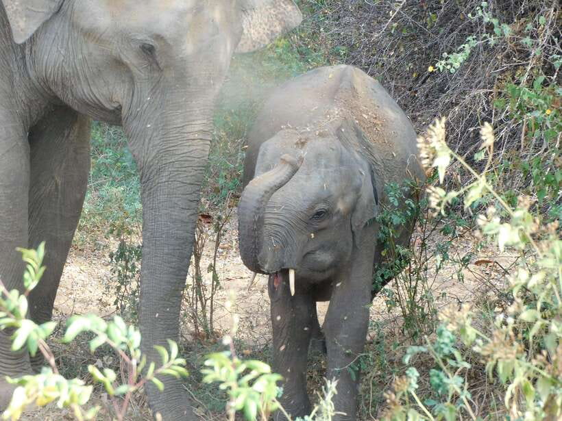 Udawalawe Safari Tour from Hambantota Port (Shore Excursion) - What you might see in the park