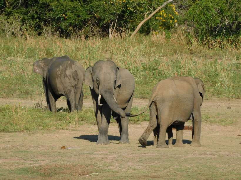 Udawalawe Safari Tour from Hambantota Port (Shore Excursion) - The Elephant Transit Home and feeding time