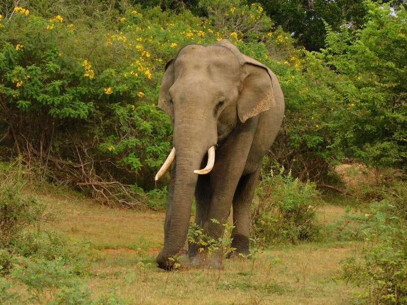 Udawalawe Safari Tour from Hambantota Port (Shore Excursion) - How the timing fits a cruise day